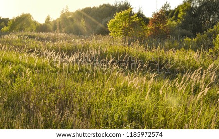 Feather grass gilded sunset or sunrise. Natural background