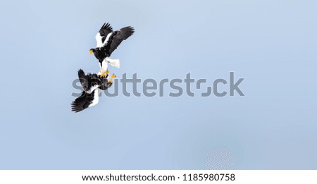 Steller’s Sea Eagle