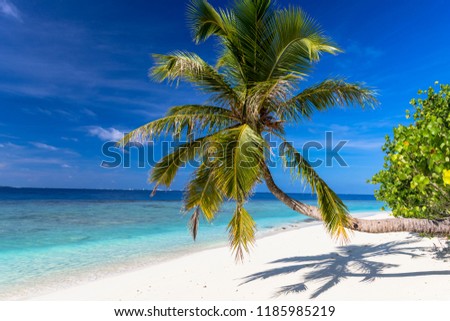 beautiful coral reef and palm tree