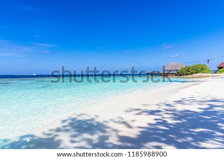 beautiful coral reef and palm under the leaves