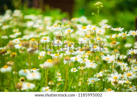 Wild chamomile field  close-up