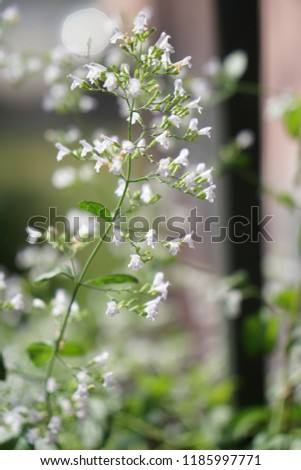 white summer flowers with selective focus in sunlight.