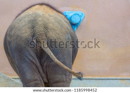Back of an elephant against a pink wall background. The mammal waves its long tail with its back to the camera.