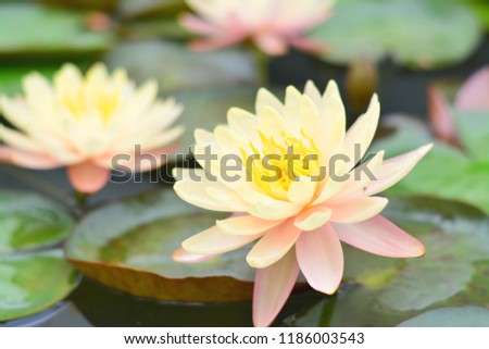 Close up two yellow lotus flowers bloom on the water surface and lotus leaves.