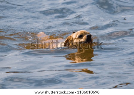 The dog is swimming on the water in the lake