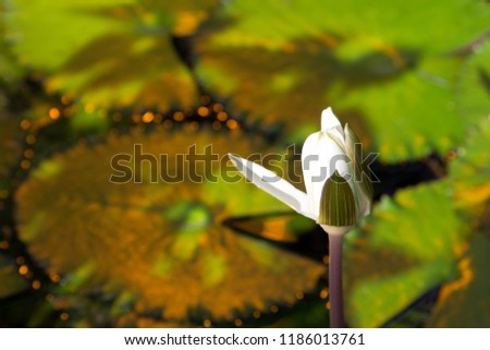 Nymphaea lotus or  Egyptian white waterlily in the rays of the setting sun