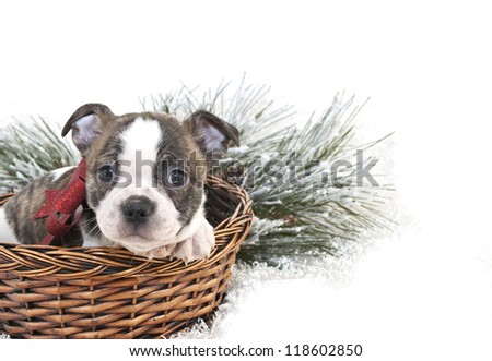 Cute bulldog mix puppy sitting in a basket with a red bow, with copy space.