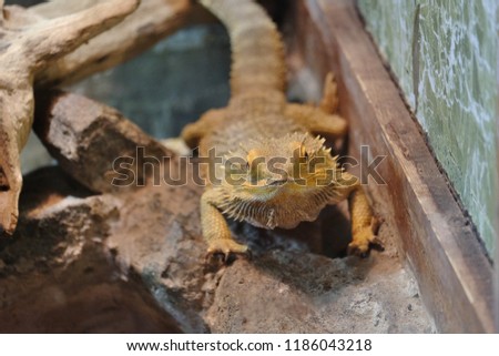 Yellow lizard in a terrarium posing for a photographer
