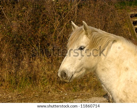 Portrait picture of a beautiful white horse