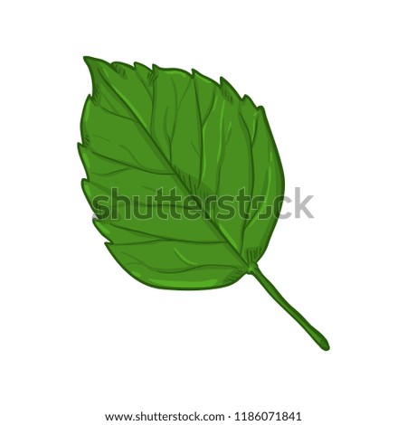 Vector Cartoon Illustration - Green Leaf of Birch