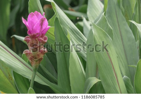 Curcuma alismatifolia,  is a tropical plant native to Thailand.Sometime call Siam tulip or summer tulip.