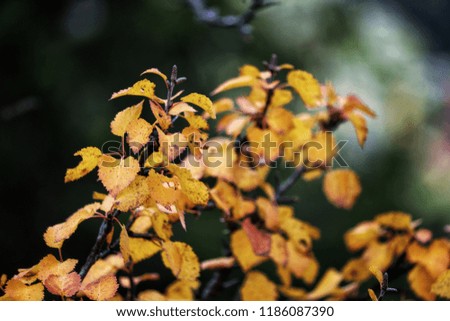 Moody closeup of branches with yellow and orange autumn leaves receding into a blurred dark greenish background. 
