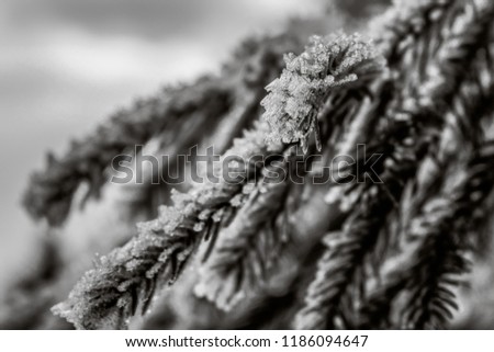 Hoarfrost on the fir branch, christmas tree in a natural setting