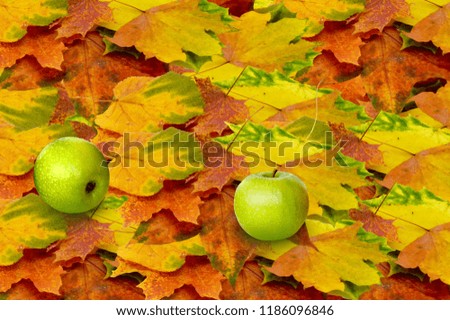 Green apples with autumn leaves of different trees, maple, Linden, birch, different colors,    background