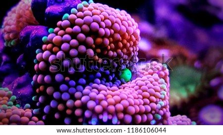 Ricordea mushroom - one of the most beautiful mushroom coral for saltwater reef aquariums