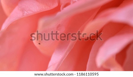Macro image of rose petals