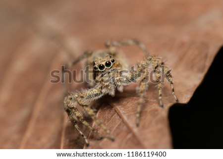 Macro o jumping spiders on dry leaf