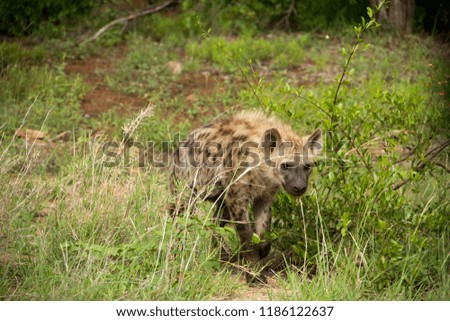 Scavenging Hyena looking for food