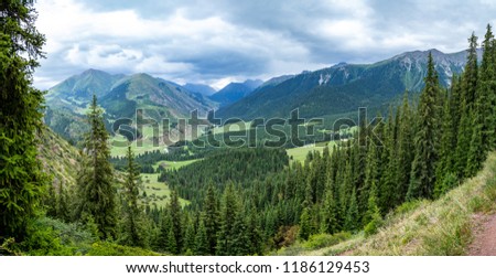 panorama of coniferous forest in the mountains view from above.