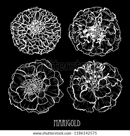 Decorative marigold flowers set, design elements. Can be used for cards, invitations, banners, posters, print design. Floral background in line art style