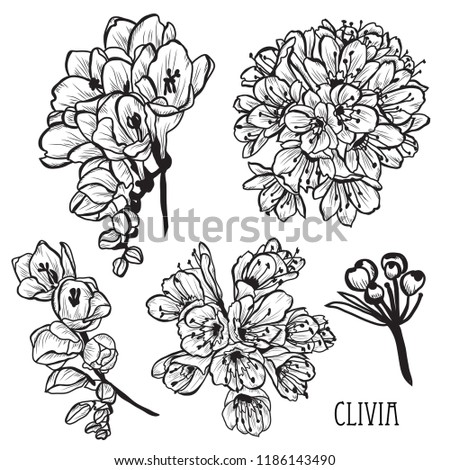 Decorative clivia (bush lily) flowers set, design elements. Can be used for cards, invitations, banners, posters, print design. Floral background in line art style