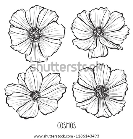 Decorative cosmos  flowers set, design elements. Can be used for cards, invitations, banners, posters, print design. Floral background in line art style