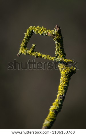 An unusual “9 shaped” branch covered in green moss. In front of a soft background. Bromyard, Herefordshire, UK