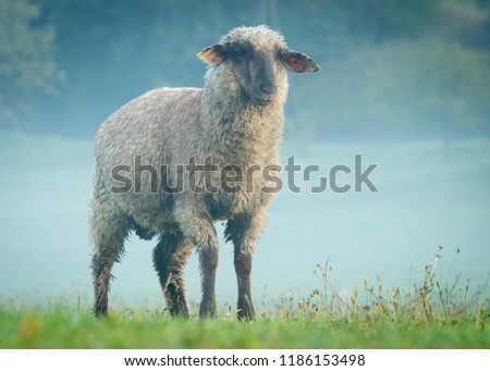 Sheep shot in morning light