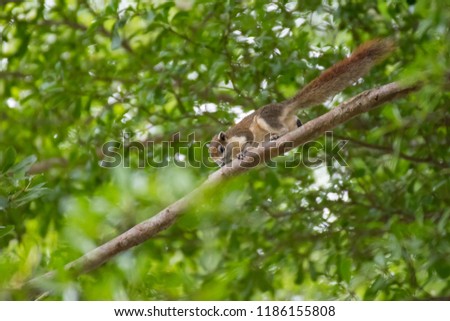 Squirrel runs happily on trees 