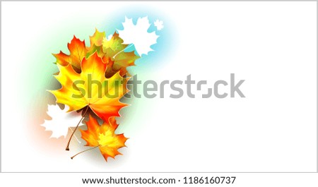 Autumn background with leaves. Vector maple leaf. Back to school.Teacher's Day card.
