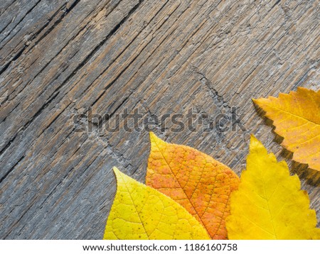 Yellow and red autumn leaves on wooden background. Autumn background. Top view. Flat lay