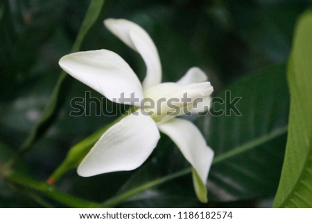Royalty free stock image. Beautiful exotic fragrant white Gardenia jasminoides, the gardenia, cape jasmine, cape jessamine, danh-danh, or jasmin flower blossom on branch with fresh green leaves, macro