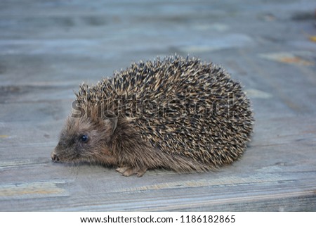 Hedgehog from the side on wood 