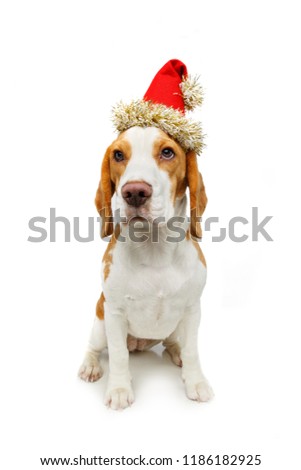 beautiful beagle female dog in christmas hat