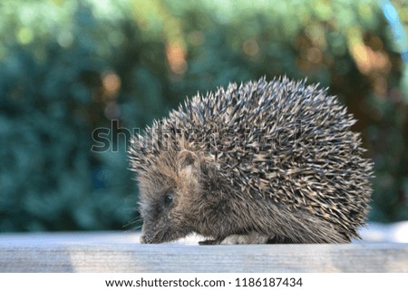 A hedgehog from the side on wood in front of green nature