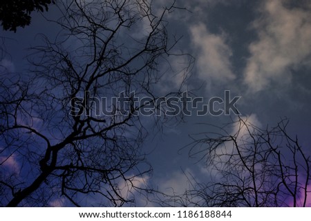 
Background for halloween.Purple sky in the dusky evening and the silhouette of dry branches bent.