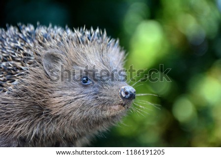 Head from a hedgehog with green nature bokeh