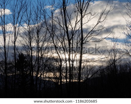 Sunset silhouette branches