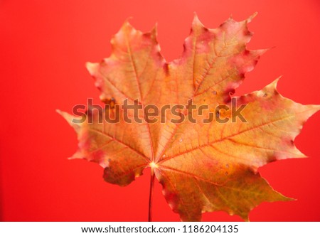 Hello autumn, maple leaf close up isolate on red background.