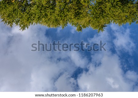 Background from green needles of the fir and blue sky with white clouds