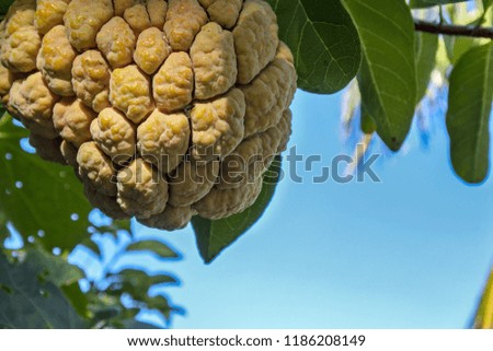 custard apple   Green leaves are natural.