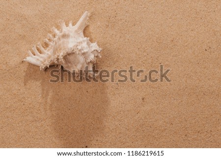 sandy beach scene in summer holiday vacation with shellfish on sand and copy space
