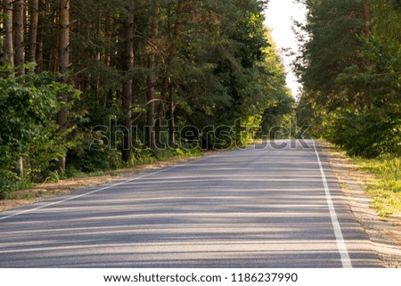 Asphalt road in a pine forest on a clear summer day
