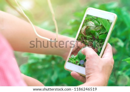 "Capture" Science & Technology Concept. Asian Gardener found a Fungus wound & infected of Holy Basil Leaves. A young farmer are taking photography to searching a Symptom & Cure for gardens plan.