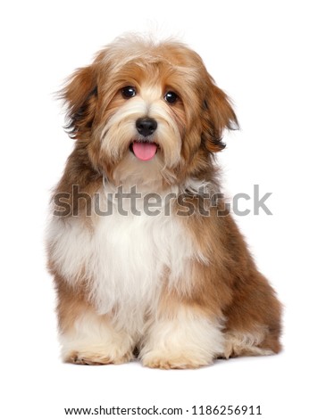Cute happy red parti colored havanese puppy dog is sitting and looking at camera, isolated on white background