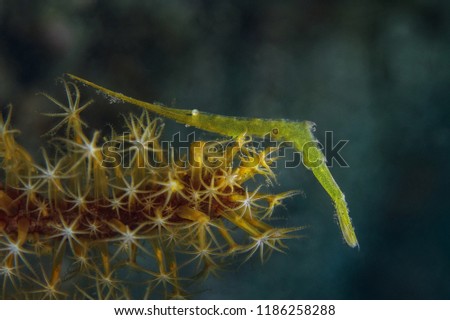 Ocellated Tozeuma Shrimp (Tozeuma lanceolatum). Picture was taken in Lembeh Strait, Indonesia