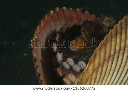 Coconut octopus (Amphioctopus marginatus) using seashell for shelter. Picture was taken in Lembeh Strait, Indonesia