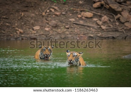 Two male tiger cubs playing after rain in water at Ranthambore National Park