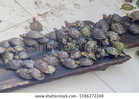 Small turtles in Amazon Manatee Rescue Center near Iquitos, Peru