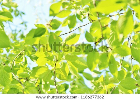 lively green leaves in light